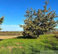 Nové Zámky Agrarian and forest land Sale reality Nové Zámky