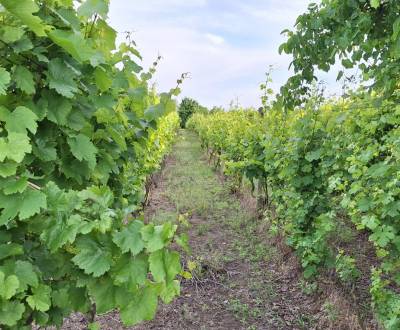 Sale Vineyards, Vineyards, Komárno, Slovakia