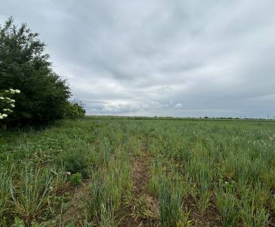 Sale Agrarian and forest land, Agrarian and forest land, Pezinok, Slov