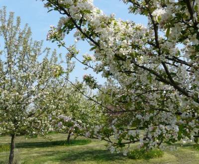 Searching for Agrarian and forest land, Agrarian and forest land, Pezi