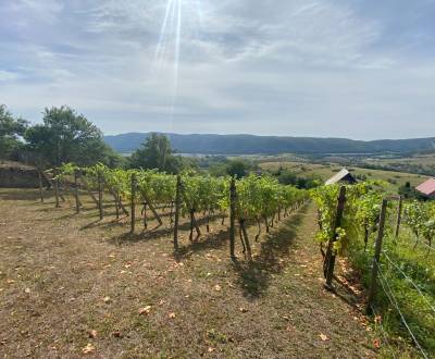 Sale Vineyards, Vineyards, Rožňava, Slovakia