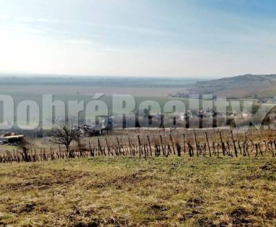 Sale Vineyards, Vineyards, mužla vinohrady, Nové Zámky, Slovakia