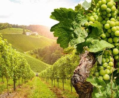 Sale Vineyards, Vineyards, Pezinok, Slovakia