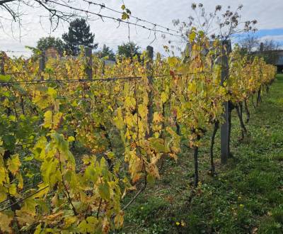 Sale Vineyards, Vineyards, Nitra, Slovakia