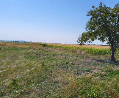 Sale Land – for living, Land – for living, Hlavná, Trebišov, Slovakia