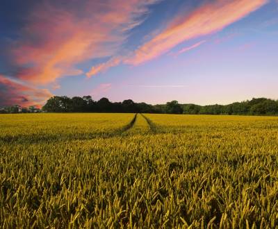 Sale Agrarian and forest land, Agrarian and forest land, Galanta, Slov