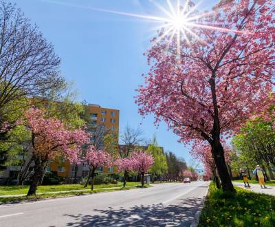 Sale One bedroom apartment, One bedroom apartment, Soblahovská, Trenčí