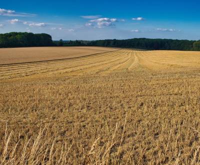 Sale Agrarian and forest land, Agrarian and forest land, Partizánske, 