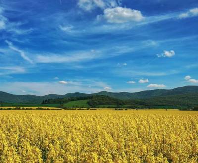 Sale Agrarian and forest land, Agrarian and forest land, Nitra, Slovak