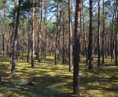 Sale Agrarian and forest land, Agrarian and forest land, Senica, Slova