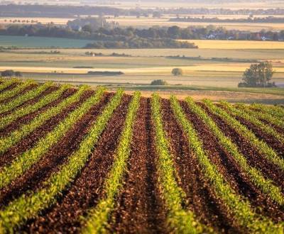 Sale Agrarian and forest land, Agrarian and forest land, Rimavská Sobo