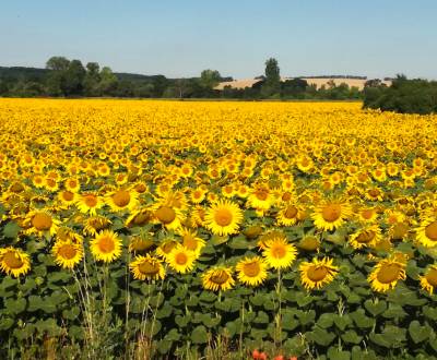 Sale Agrarian and forest land, Agrarian and forest land, Levice, Slova