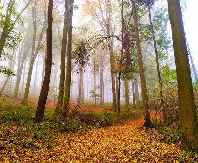 Sale Agrarian and forest land, Agrarian and forest land, Martin, Slova