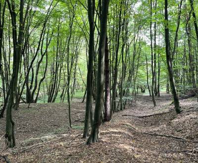 Sale Agrarian and forest land, Agrarian and forest land, Bardejov, Slo