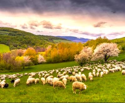 Sale Agrarian and forest land, Agrarian and forest land, Rožňava, Slov