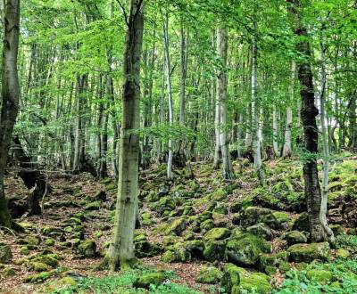 Sale Agrarian and forest land, Agrarian and forest land, Levice, Slova