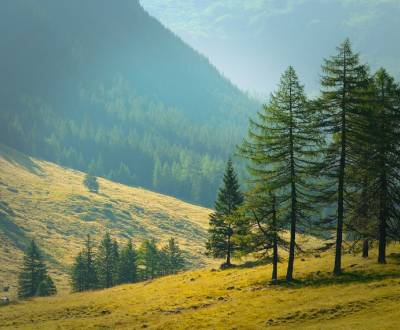 Sale Agrarian and forest land, Agrarian and forest land, Snina, Slovak