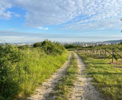 BA/RAČA - Investment or wine growing? Vineyard for sale