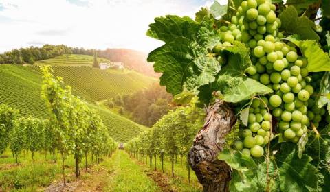 Sale Vineyards, Vineyards, Pezinok, Slovakia