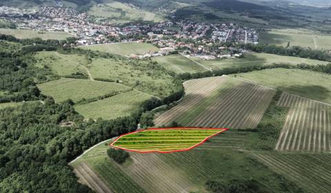 Sale Vineyards, Vineyards, Pezinok, Slovakia