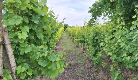 Sale Vineyards, Vineyards, Komárno, Slovakia