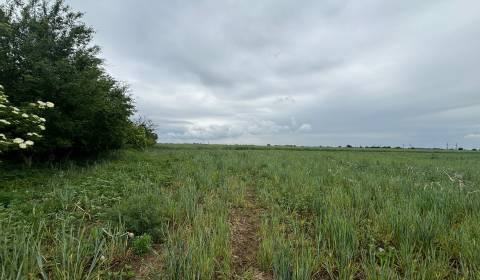 Sale Agrarian and forest land, Agrarian and forest land, Pezinok, Slov