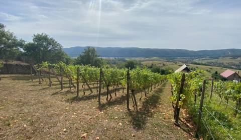 Sale Vineyards, Vineyards, Rožňava, Slovakia