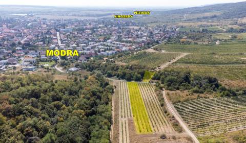 Sale Vineyards, Vineyards, Pezinok, Slovakia