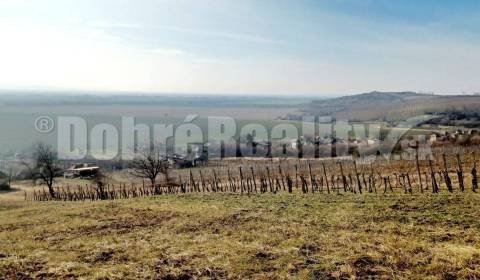 Sale Vineyards, Vineyards, mužla vinohrady, Nové Zámky, Slovakia