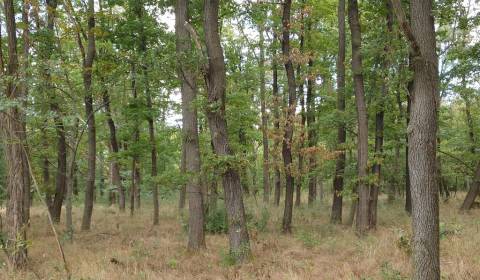 Sale Agrarian and forest land, Agrarian and forest land, Budmerice, Se