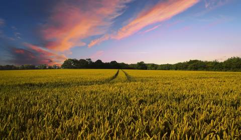 Sale Agrarian and forest land, Agrarian and forest land, Galanta, Slov