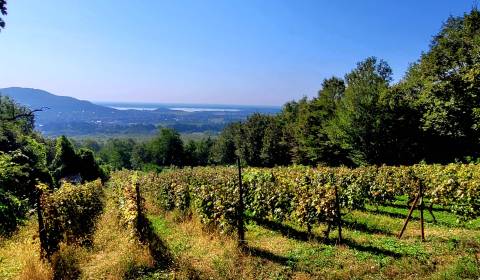 Sale Vineyards, Vineyards, Michalovce, Slovakia