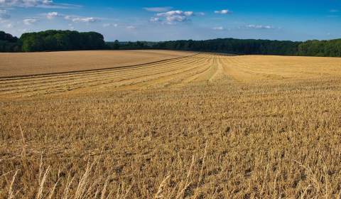 Sale Agrarian and forest land, Agrarian and forest land, Partizánske, 