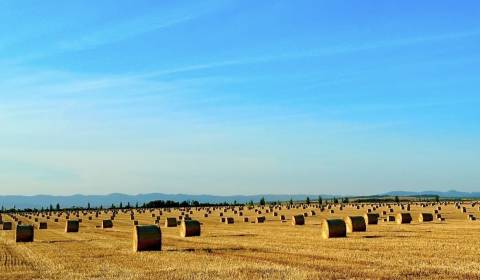 Sale Agrarian and forest land, Agrarian and forest land, Levice, Slova