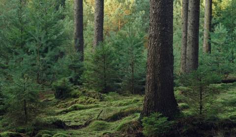 Sale Agrarian and forest land, Agrarian and forest land, Humenné, Slov