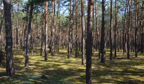 Sale Agrarian and forest land, Agrarian and forest land, Senica, Slova