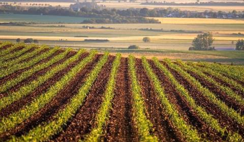 Sale Agrarian and forest land, Agrarian and forest land, Rimavská Sobo