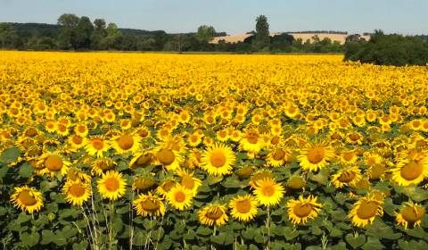 Sale Agrarian and forest land, Agrarian and forest land, Levice, Slova