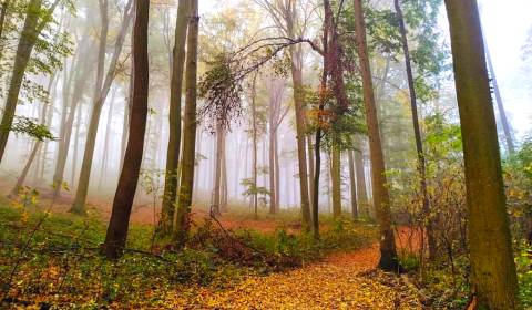 Sale Agrarian and forest land, Agrarian and forest land, Martin, Slova