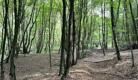 Sale Agrarian and forest land, Agrarian and forest land, Bardejov, Slo