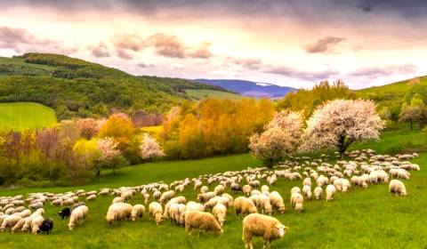 Sale Agrarian and forest land, Agrarian and forest land, Rožňava, Slov