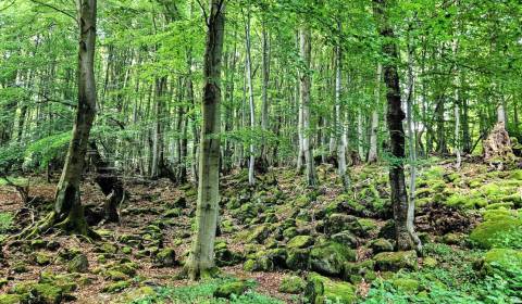 Sale Agrarian and forest land, Agrarian and forest land, Levice, Slova