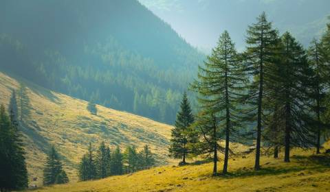 Sale Agrarian and forest land, Agrarian and forest land, Snina, Slovak