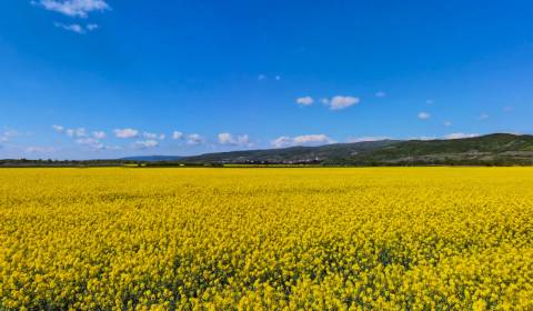 Sale Agrarian and forest land, Agrarian and forest land, Pezinok, Slov