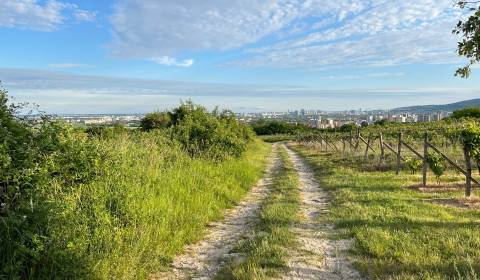 BA/RAČA - Investment or wine growing? Vineyard for sale