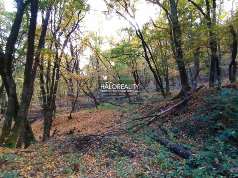 Hrušov Land – for living Sale reality Veľký Krtíš